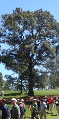 Eisenhower Tree, 100–125, dies at age 100